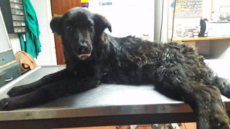 ¿Cómo funcionan las colonias de animales  en CABA ?